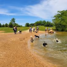 Shelby Dog Park photo 1